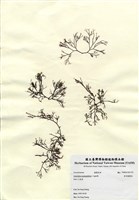藏品(傘房龍鬚菜)的圖片